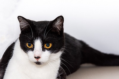 #PraCegoVer: Fotografia da gata Celia. Ela tem as cores branco e preto. Seus olhos são amarelos